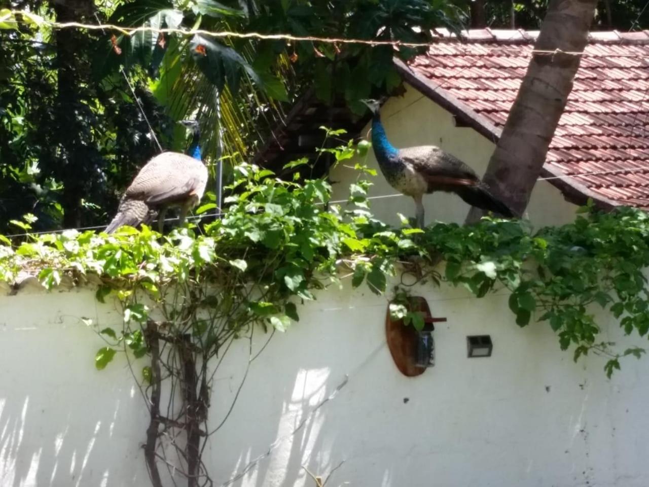 Wine Tree Garden Guesthouse Mirissa Luaran gambar
